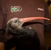 Mladí ibisi z Ostravy míří do Španělska