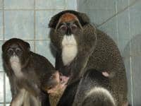 Opičí přírůstky v ústecké zoo