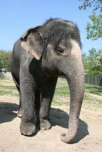 30 let se slony v ústecké zoo