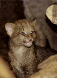 Dvojčata jaguarundi