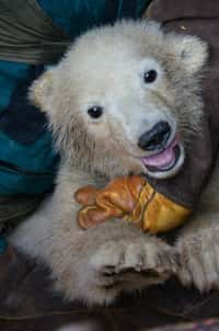 Páté brněnské lední medvídě je samička