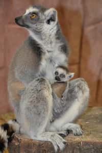 Baby boom u lemurů kata