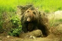 Kamčatské medvídě už vykukuje z brlohu