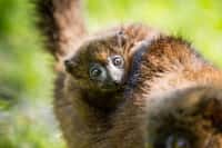 Přírůstky u lemurů červenobřichých
