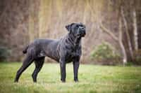 Cane Corso