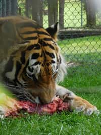 Mezinárodní den Tygrů v ZOO Tábor oslavily stovky lidí