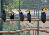 Ústecká zoo – významný chovatel zoborožců vrásčitých