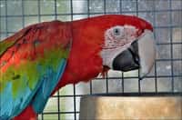 ZOO Tábor se rozrostla o dva vzácné papoušky ary zelenokřídlé