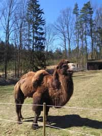 Do ZOO Tábor přicestoval velbloud Jep