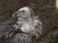 Ústecká zoo zabodovala v soutěži Bílý slon