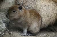 Novým přírůstkem v brněnské zoo je mládě kapybary