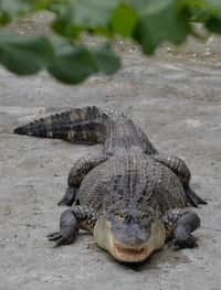 Zoo ukázala samici aligátora