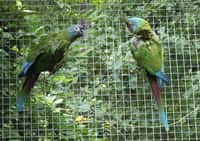 Vzácní papoušci arové horští odchovali tři mláďata