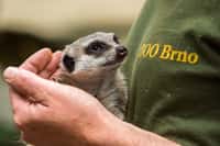 Nejčastěji adoptovaným zvířetem v brněnské zoo je surikata