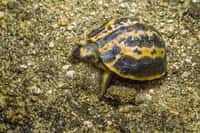 V brněnské zoo se vylíhla kriticky ohrožená želva pavoukovitá