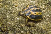 V brněnské zoo se vylíhla kriticky ohrožená želva pavoukovitá