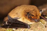 Záchranná stanice v Jinačovicích se připravuje na netopýry a ježky