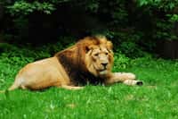 Samec lva indického na čas odcestoval z Ostravy do Zoo Praha