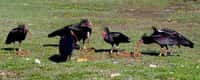 Ostravští ibisi už létají v přírodě