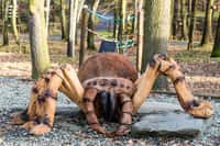 Stane se i obří pavouk v Zoo Ostrava Dřevěnou stavbou roku?