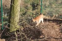 Rys Petr z táborské zoo se dočkal partnerky, Aisha přicestovala z německého Chemnitzu