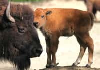 Stádo bizonů má nového člena