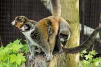 Vzácní lemuři mongoz v Zoo Ostrava mají druhé mládě