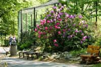 Rododendrony v Zoo Ostrava jsou v plném květu