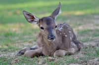 Zvířecí osazenstvo ZOO Tábor se neustále rozrůstá, narodilo se hned sedm koloušků jelena evropského