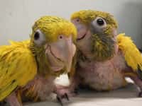 Mláďata vzácných papoušků – guaroub zlatých