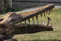 V zoologické zahradě v Táboře ožil díky výtvarníkům obří dřevěný krokodýl