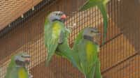 Nový druh v zoo – otužilý papoušek z hor