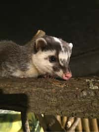 Zoo Brno chová jezevce hnědé