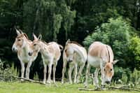 Největší evropské stádo ohrožených onagerů v Zoo Ostrava
