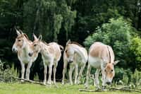 Největší evropské stádo ohrožených onagerů v Zoo Ostrava
