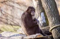 Nový samec šimpanze v Zoo Ostrava