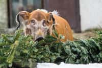 Zvířata si pochutnávají na vánočních jedličkách
