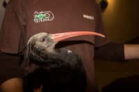 Mladí ibisi z Ostravy míří do Španělska
