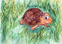 Mezinárodní den želv