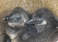 Odchov tučňáků brýlových v ústecké zoo
