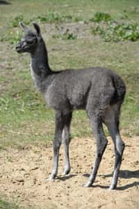 Mláďata v ústecké zoo