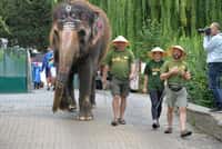 Mezinárodní den slonů