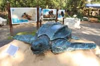 České zoologické zahrady pomáhají chránit mořské želvy