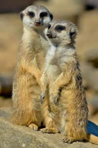 Valentýnská výpomoc mezi surikatami
