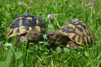 Letošní „emáci“ i želvy už se v ZOO Tábor „prohánějí“ venku