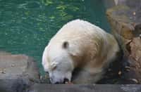 Lední medvědice Cora má nový bazén