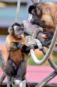 Malpy si v táborské zoo užívají teplé zázemí