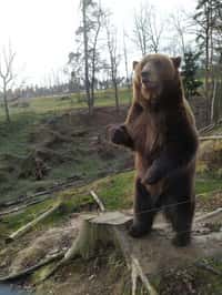 Medvědi v táborské zoo