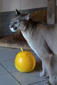 Zvířata v táborské zoo si užila strašidelný halloween