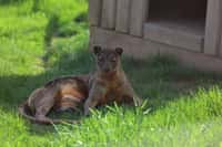 Hvězda stříbrného plátna Masotra z táborské zoo se rád vystavuje záři fotoaparátů